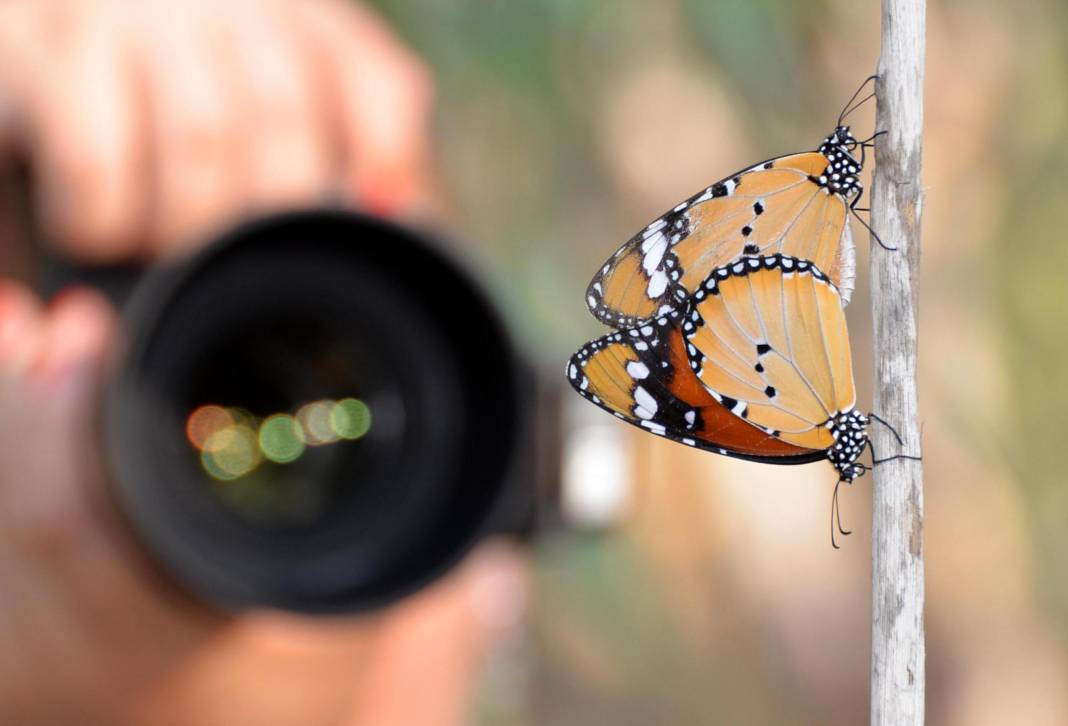 Sultan Kelebeği kendisini gösterdi! Meksika'dan Kanada'ya göç edebiliyor - Resim: 5
